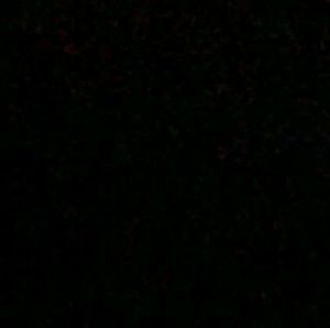 Meet your Posher, Sofia